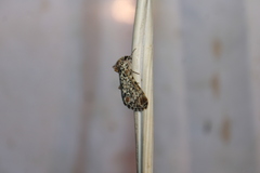 Harrisimemna trisignata