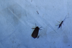 Virbia laeta