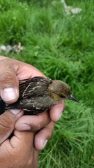 Icterus spurius