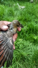 Icterus spurius