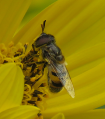 Copestylum marginatum