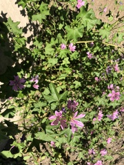 Malva sylvestris