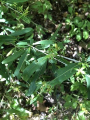 Hypericum prolificum