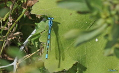 Enallagma cyathigerum