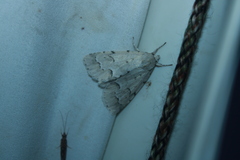 Acronicta innotata