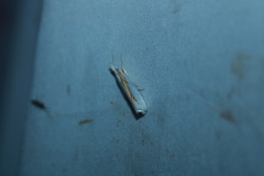 Crambus girardellus