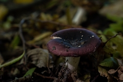 Russula persanguinea