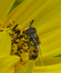 Copestylum marginatum