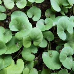 Dichondra repens