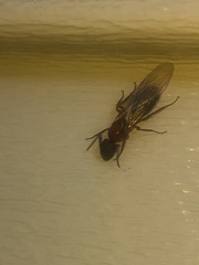 Camponotus floridanus
