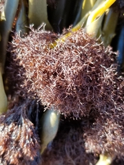 Vertebrata lanosa