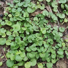 Dichondra repens