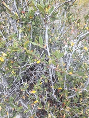 Cercocarpus ledifolius