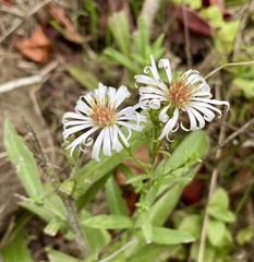 Symphyotrichum chilense