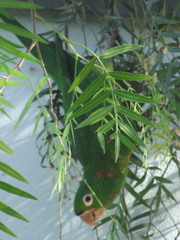Psittacara leucophthalmus