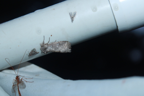 Variable Oakleaf Caterpillar Moth photo 4