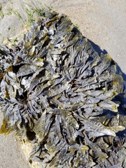 Fucus distichus