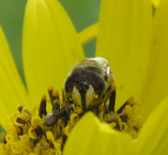 Copestylum marginatum