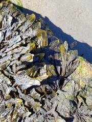 Fucus distichus