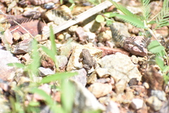 Hyla arenicolor