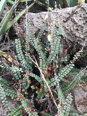 Astrolepis cochisensis