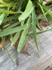 Stenotaphrum secundatum