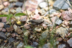 Hyla arenicolor