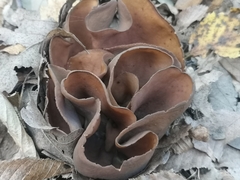 Phylloscypha phyllogena