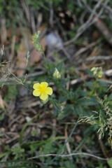 Helianthemum