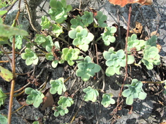Sedum palmeri