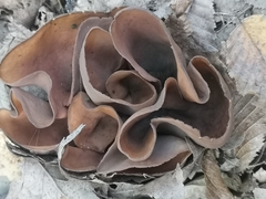 Phylloscypha phyllogena