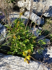 Ligusticum scothicum