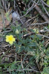 Helianthemum