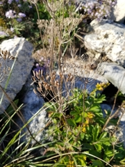 Ligusticum scothicum