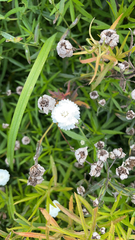 Achillea ptarmica