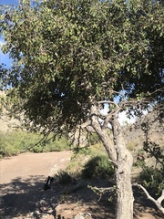 Quercus arizonica