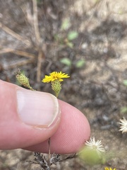 Lessingia pectinata pectinata