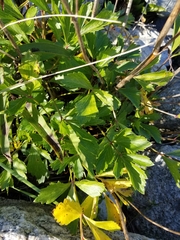 Ligusticum scothicum