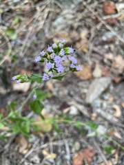 Fleischmannia incarnata