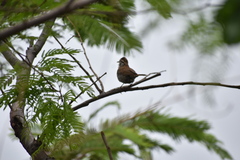 Campylorhynchus