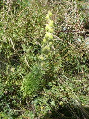 Aconitum anthora