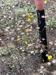 Lessingia pectinata pectinata