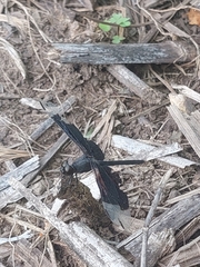 Erythrodiplax funerea