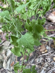 Fleischmannia incarnata