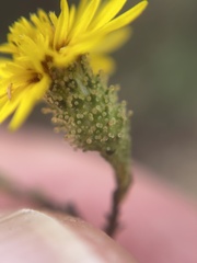 Lessingia pectinata pectinata