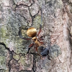 Polyrhachis rufifemur