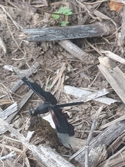 Erythrodiplax funerea