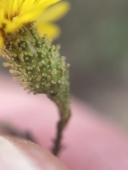 Lessingia pectinata pectinata