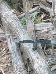 Erythrodiplax funerea