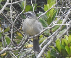 Saltator similis
